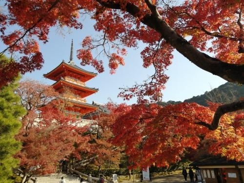 滋賀で紅葉を見た後、続けて京都の紅葉を7日間で見てきました。去年も同時期に京都の紅葉を見ました。2020年はどこもほぼ散っていて残念でしたが、2021年は結構残っていて綺麗でした。<br /><br />★旅行記１４のルート<br />八坂神社→八坂の塔→清水寺<br /><br />*------------------------------------------------------*<br />1日目　2021年11月22日（月）<br />１．雨の東福寺＆DRAGON BURGER<br />２．ぎょうざ処 亮昌＆京都駅大階段で光のアート<br />３．東寺の紅葉ライトアップ<br />*------------------------------------------------------*<br />2日目　2021年11月23日（火）祝日<br />４．早朝の東福寺さんぽ<br />５．嵐山 天龍寺～野宮神社～嵐山よしむらで蕎麦ランチ<br />６．嵐山 常寂光寺の紅葉<br />７．嵐山 二尊院～宝厳院の紅葉<br />８．永観堂の紅葉ライトアップ<br />*------------------------------------------------------*<br />3日目　2021年11月24日（水）<br />９．南禅寺の紅葉<br />10．永観堂の紅葉<br />11．金戒光明寺のアフロ大仏～真如堂～栄摂院<br />12．哲学の道～銀閣寺の紅葉<br />13．清水寺の紅葉ライトアップ<br />*------------------------------------------------------*<br />4日目　2021年11月25日（木）<br />14．早朝の清水寺さんぽ←★今ここ<br />15．阿古屋茶屋のお茶漬けバイキング～天の抹茶レアチーズケーキ<br />16．お茶と酒 たすきのかき氷～高台寺・圓徳院 紅葉ライトアップ<br />17．八坂神社～喫茶ガボール<br />*------------------------------------------------------*<br />5日目　2021年11月26日（金）<br />18．山本喫茶のモーニング～仁和寺の紅葉<br />19．龍安寺～金閣寺の紅葉<br />20．喫茶マドラグ～二条城夜会～マルシン飯店<br />*------------------------------------------------------*<br />6日目　2021年11月27日（土）<br />21．この旅2回目の金閣寺<br />22．かざりやのあぶり餅＆今宮神社～タンポポのラーメン<br />23．フランソワ喫茶室～祇をん萬屋のねぎうどん<br />*------------------------------------------------------*<br />7日目　2021年11月28日（日）最終日<br />24．善峯寺の紅葉<br />25．出町ふたばの豆餅＆栗餅～京都駅～東京駅
