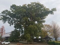 【ちょっとお出掛け】道中見かけた大クス。<玉林寺>