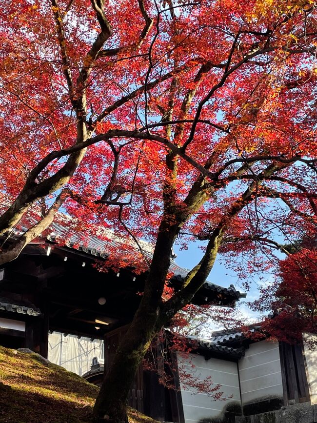 京都の紅葉が見頃という情報を<br />テレビの天気予報で聞きつけ急遽計画。<br />行った事のない詩仙堂から曼殊院への道を歩くことに。<br />京都の紅葉の季節は人が多いため、<br />ずっと敬遠していましたが、思っていたほどの人出もなく、<br />静かに京都のお庭巡りが出来ました。<br />時間が余り、ウサギの神様「岡崎神社」と<br />ついでに哲学の道で猫様にもご挨拶！<br /><br />出町柳→詩仙堂→曼殊院→岡崎神社→哲学の道→出町柳<br />