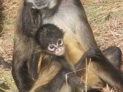 イルネミーションも目当ての東武動物公園（２）１番２番目当てのレッサーパンダとジェフロイクモザルの赤ちゃんタカサキくんの姿が見たくてあがく