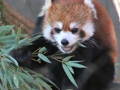 南米チリにお嫁に行くみやびちゃんに会いに埼玉こども動物自然公園（前編）レッサーパンダ特集：いろんなみやびちゃんと妹リンちゃん＆ミンミンじいじ