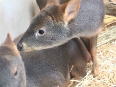 南米チリにお嫁に行くみやびちゃんに会いに埼玉こども動物自然公園（後編）今回は東園には行かず北園と中央エリアだけ＆紅葉とキリン売店での買い物