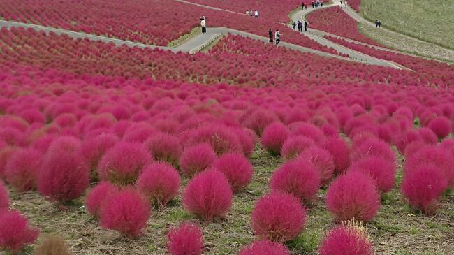 紅葉を目指して、関東へ南下<br />中禅寺湖、日光と巡り、ひたち海浜公園のコキアに包まれた北関東の旅！