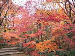 今年こそ京都へ！12月でもまだまだ紅葉を楽しめました③トロッコ列車と常寂光寺の紅葉