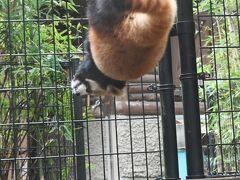 レッサーパンダはかわゆい !!! リベンジできた千葉市動物公園