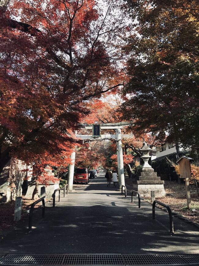 少し寒くなってきたので、京都に行きたくてそわそわしておりました。早くしないと紅葉が終わってしまうと思い行ってきました。