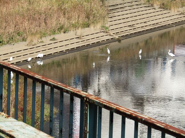 　柏尾川に架かる橋上にあるJR戸塚駅のホームから下の柏尾川の上流側に集まるシラサギの群れが見える。しかし、これまでに柏尾川でシラサギが群れでいるところは見たことがなかった。これまでは黒いカワウとカモだけが群れていた。<br />　今年（2021年）の冬はどうしたのか？<br />　なお、先月に新潟で白鳥が群れていたのを見て来た（https://4travel.jp/travelogue/11725767）。白鳥に比べるとシラサギは大きくはない鳥だ。やはり、冬の訪れを感じさせてくれるのは勿論白鳥である。<br />（表紙写真は柏尾川に集まるシラサギの群れ）