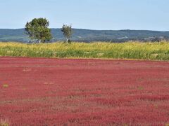能取湖サンゴ草群落地2021～日本一の規模を誇る真紅の紅葉～（北海道網走）