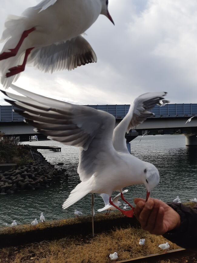 友人がランチに誘ってくれました。せっかくなので、途中にあるユリカモメが来る浜名湖佐久米駅に行ってみました。ユリカモメが信じられない馴れ馴れしさで、頭に乗ったり、肩に乗ったりでビックリしました。<br />新居関所にも立ち寄り、お目当てのランチは舞阪の『魚あら』さんです。美味しいエビ天でしたよ。帰りはうなぎパイファクトリーに寄ってみました。