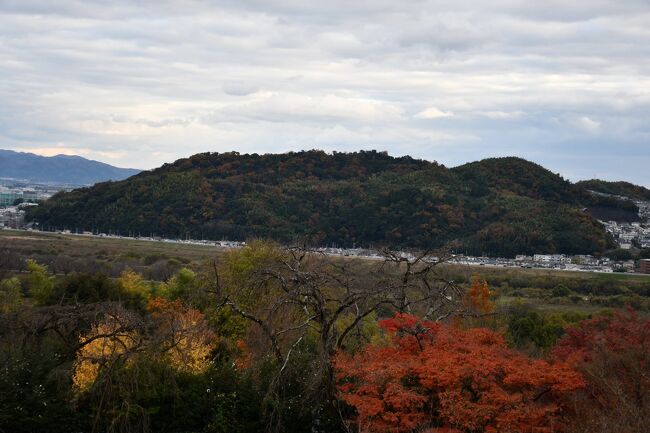 地球温暖化の影響でしょうか、紅葉は師走に入っても見頃です。山城と摂津の境にある、ここ山崎でも葉が散らずに彩りが鮮やかなままに残っておりました。天王山は、麓から登ると一時間ほどかかるようです。中腹からは、淀川対岸の八幡八幡宮を見渡すことができます。<br /><br />