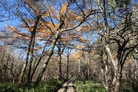 秋の伊豆と信州の優雅な旅♪　Vol.124 ☆上高地：明神池・徳沢の優雅なハイキング　煌めく紅葉♪