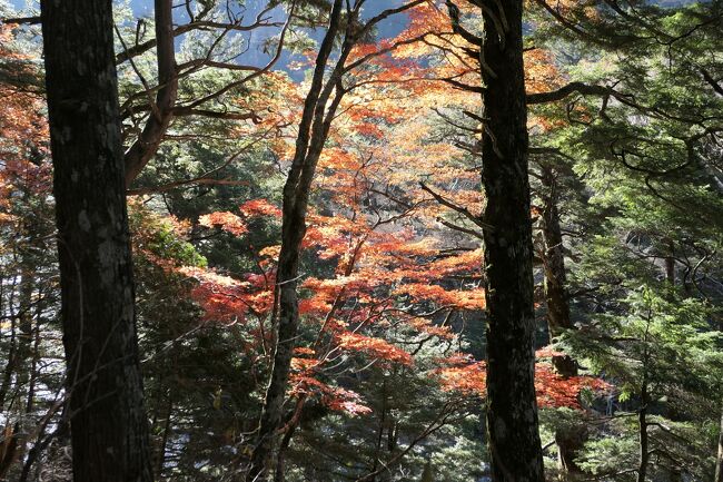 2021年10月30日-11月7日、静岡県と長野県に行きました♪<br />駿河湾と富士山、諏訪湖・上高地・八ヶ岳、晩秋の山岳や高原、温泉やグルメ、紅葉をたっぷりと楽しんできました♪<br /><br />☆Vol.123　11月4日：上高地♪<br />上高地帝国ホテルから明神池・徳沢へのハイキング♪<br />モンクレールのダウン、エルメスの帽子・手袋・マフラー、ユニクロのヒートテックのパンツ、上高地帝国ホテルのハイキングシューズでばっちりと防寒。<br />上高地帝国ホテルから出発して明神池へ歩く。<br />時間があれば徳沢まで歩こう。<br />梓川に出ると朝日に浴びて輝く穂高連峰。<br />初冬の佇まいは神々しい。<br />周囲のカラマツは黄金色の紅葉に白い粉にかけられたような霧氷をまとい、<br />幻想的。<br />河童橋は霧氷で白くなっている。<br />河童橋から明神池への歩道。<br />森や湿原を抜けて。<br />次第に日が高くなり、<br />輝きを増す。<br />キラキラと美しい木漏れ日。<br />霧氷が残る湿原。<br />時折、サルの群れ。<br />周囲の山岳も輝き、<br />遠くの焼岳もみえる。<br />ゆったりと歩いて眺めて♪