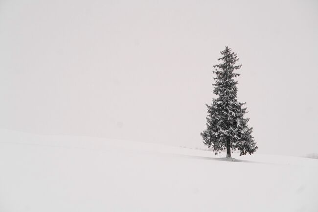 夏の美瑛の絶景に感動して、雪景色の美瑛を見たいと<br />考えてました。<br /><br />冬は観光バスも少ない。レンタサイクルはもってのほか。<br /><br /><br />見たいのはクリスマスツリーの木と青い池のライトアップ。<br />クリスマスツリーの木は美馬牛駅から歩けそうだ。<br />青い池は、美瑛から夕方発の観光ツアーバスが、金・土出発している。<br /><br />何とか土曜日休みを都合付け、念願の青い池のライトアップを見ることができました。<br /><br />午前中は大雪で真っ白な写真になってしまいました。<br /><br />初夏の美瑛<br />https://4travel.jp/travelogue/11699598