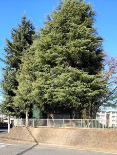 5-旧日光街道 栗橋駅～古河駅（12/15 9.5㎞）