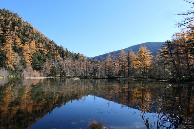2021年10月30日-11月7日、静岡県と長野県に行きました♪<br />駿河湾と富士山、諏訪湖・上高地・八ヶ岳、晩秋の山岳や高原、温泉やグルメ、紅葉をたっぷりと楽しんできました♪<br /><br />☆Vol.127　11月4日：上高地♪<br />上高地帝国ホテルから明神池・徳沢へのハイキング♪<br />モンクレールのダウン、エルメスの帽子・手袋・マフラー、ユニクロのヒートテックのパンツ、上高地帝国ホテルのハイキングシューズでばっちりと防寒。<br />上高地帝国ホテルから出発して明神池へ歩く。<br />時間があれば徳沢まで歩こう。<br />梓川に出ると朝日に浴びて輝く穂高連峰。<br />初冬の佇まいは神々しい。<br />周囲のカラマツは黄金色の紅葉に白い粉にかけられたような霧氷をまとい、<br />幻想的。<br />河童橋は霧氷で白くなっている。<br />河童橋から明神池への歩道。<br />森や湿原を抜けて。<br />次第に日が高くなり、<br />輝きを増す。<br />キラキラと美しい木漏れ日。<br />霧氷が残る湿原。<br />時折、サルの群れ。<br />周囲の山岳も輝き、<br />明神岳がそびえ立つ。<br />鳥居が見えてくる。<br />明神池に到着。<br />周囲の黄金色カラマツ、<br />そびえ立つ明神岳、<br />優雅に進む水鳥、<br />ひっそりと泳ぐイワナ。<br />水面に映す明神岳が美しい。<br />池に向かって参拝。<br />ゆったりと歩いて眺めて♪