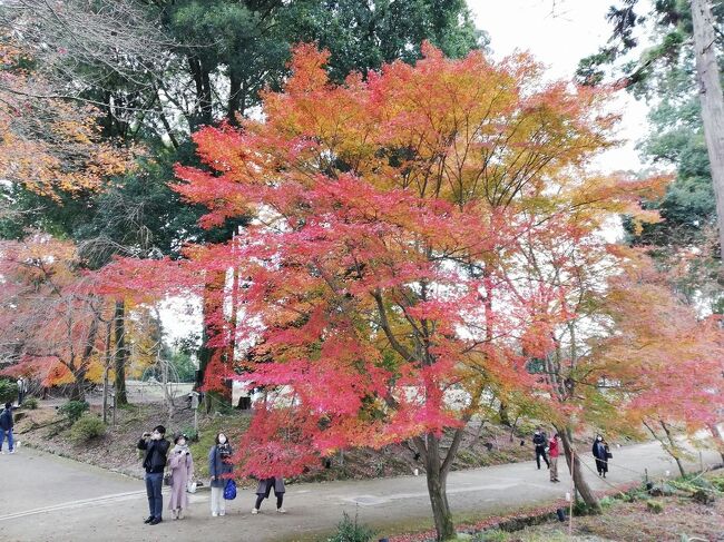 「路線バスで京都を歩く」シリーズ。京都市の数多い路線バスでこれまた数多い見どころやグルメをレポートします。<br />※仕事の合間を縫って作成しているため、記事や写真は複数日にまたがっている場合があります。ご了承ください。<br /><br />★京都市を走る路線バス<br />（１）京都市営バス<br />最も主要な京都市内の交通機関。運賃230円均一の「均一系統路線」（系統番号が青地に白字で表示される。観光地を循環する100番台の楽バスも含む）、元京都市電の路線を引き継いだ「循環系統路線」（系統番号が橙地に白字で表示。201～208までのバス）、均一区間の外側を走り運賃が段階的に変わる「調整系統路線」（系統番号が白地に黒字で表示）などが運行される。<br />（２）京都バス<br />主に大原・貴船・鞍馬方面と嵐山・苔寺方面へ運行。市バスが運行されていないエリアをカバー。観光地が多いので年中混んでいる。<br />（３）京阪バス<br />主に京阪電鉄沿線で運行されている。京都市では山科区醍醐方面を網羅している。<br />（４）ＪＲバス<br />ＪＲが経営するバス路線。京都駅と高尾･周山を結ぶ路線がある。<br />（５）京阪京都交通<br />京都府南丹地区、向日市などで運行されており、京都駅と西京区を結ぶ路線がある。<br />（６）阪急バス<br />主に阪急沿線で運行されている。京都市では向日市と洛西ニュータウンを結ぶ路線がある。<br />（７）その他<br />プリンセスライン、ヤサカバス、京都らくなんエクスプレス、近鉄バス、京北ふるさとバスなどがエリア限定で運行されている。<br /><br />★路線バスで京都を歩く<br /><br />市バス京都岡崎ループ号系統で、疎水記念館＆インクライン＆知恩院<br />https://4travel.jp/travelogue/11585374<br />市バス3号系統で、壬生寺&amp;仙堂御所＆北白川仕伏町<br />https://4travel.jp/travelogue/11541933<br />市バス4号系統で、北山＆IN THE GREEN＆深泥池＆上賀茂神社＆大田神社のカキツバタ<br />https://4travel.jp/travelogue/11535778<br />市バス8号系統で高雄・高山寺<br />https://4travel.jp/travelogue/11581199<br />市バス11号系統で、車折神社<br />https://4travel.jp/travelogue/11634309<br />市バス16＆18号系統で、東寺＆西寺跡＆羅生門跡<br />https://4travel.jp/travelogue/11638694<br />市バス29号系統で、鈴虫寺＆松尾大社<br />https://4travel.jp/travelogue/11584666<br />市バス31号＆65号系統で、紅葉の赤山禅院<br />https://4travel.jp/travelogue/11725453<br />市バス33号系統で、桂離宮<br />https://4travel.jp/travelogue/11540307<br />市バス46号系統で、今宮神社＆あぶり餅<br />https://4travel.jp/travelogue/11538678<br />市バス50号系統で、北野天満宮＆上七軒＆にしんそば<br />https://4travel.jp/travelogue/11721542<br />市バス59号系統で、龍安寺＆仁和寺<br />https://4travel.jp/travelogue/11634160<br />市バス69号＆西8号系統で、京都市洛西竹林公園＆ラクセーヌ<br />https://4travel.jp/travelogue/11583529<br />京都市バス86号系統で、梅小路ハイライン＆鱧料理<br />https://4travel.jp/travelogue/11728433<br />市バス88＆58号系統で、梅小路公園＆京都鉄道博物館<br />https://4travel.jp/travelogue/11586138<br />市バス93号系統で、嵐山＆嵯峨野竹林＆野宮神社＆天龍寺　<br />https://4travel.jp/travelogue/11633125<br />市バス急行100＆102号系統で、銀閣寺＆哲学の道<br />https://4travel.jp/travelogue/11634279<br />市バス急行101号で、二条城<br />https://4travel.jp/travelogue/11635036<br />市バス202号系統で、京都府庁＆平安京創生館＆京都市中央図書館<br />https://4travel.jp/travelogue/11718054<br />市バス204号系統で、哲学の道＆南禅寺＆インクライン＆平野神社で桜<br />https://4travel.jp/travelogue/11695511<br />市バス206号系統で、清水寺＆三年坂＆八坂神社<br />https://4travel.jp/travelogue/11633865<br />市バス207号系統で、イノダコーヒー本店＆京野菜賀茂<br />https://4travel.jp/travelogue/11639701<br />市バス北8号系統で、修学院離宮&amp;妙法＆北山ル・アンジェ教会<br />https://4travel.jp/travelogue/11541367<br />市バス南1号系統で、城南宮＆パルスプラザ<br />https://4travel.jp/travelogue/11582535<br />市バス南2号系統で、運転免許試験場＆長岡天満宮＆京都ブルワリー<br />https://4travel.jp/travelogue/11629335<br />市バス南3号系統で、伏見港公園＆寺田屋＆キザクラカッパカントリー<br />https://4travel.jp/travelogue/11588591<br />市バス南5＆急行105号系統で、伏見稲荷＆東福寺<br />https://4travel.jp/travelogue/11590576<br />JRバス高雄・京北線で、高雄・神護寺<br />https://4travel.jp/travelogue/11723960<br />京都バス19系統で、大原・三千院＆宝ヶ池公園<br />https://4travel.jp/travelogue/11726656<br />京阪バス22A＆84&amp;301系統に乗って、世界遺産“醍醐寺”＆大石神社＆京おばんざい<br />https://4travel.jp/travelogue/11729645<br />京阪バス70系統に乗って、将軍塚青龍殿<br />https://4travel.jp/travelogue/11727080