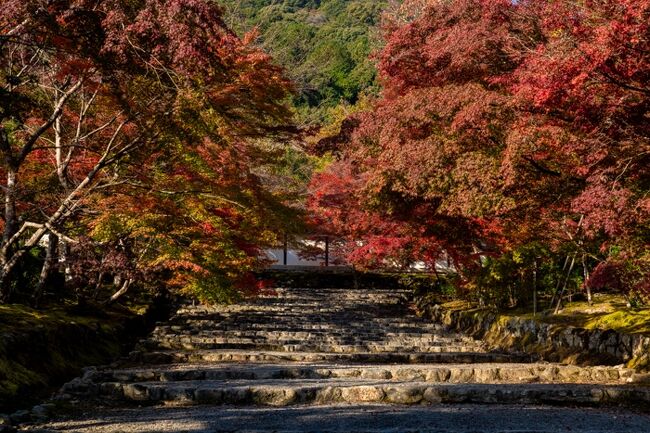 北陸 富山県雨晴海岸から石川県金沢、福井県永平寺、京都、大阪を4泊5日で巡ってきました。<br />４日目の京都市内と新大阪までの旅行記です。<br /><br />竹林の人混みを避けたくて、朝早く、と云っても7時前 (^^;<br />京都駅からJR山陰線に乗車して嵯峨嵐山駅へ<br />駅から嵐山竹林の小路へ一直線に歩く。<br />既にパラパラと観光客の姿がある中、常寂光寺、落柿舎を通って二尊院へ。<br />丁度開門の9時頃到着。 二尊院から京都駅へ帰り、JR湖西線で山科駅へ<br />駅から毘沙門堂を訪れた。　その後、新大阪のホテルへ宿泊<br /><br /><br />表紙の写真は、二尊院 紅葉の馬場<br />