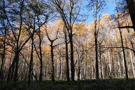 秋の伊豆と信州の優雅な旅♪　Vol.137 ☆上高地：明神池・徳沢の優雅なハイキング　煌めく徳沢♪