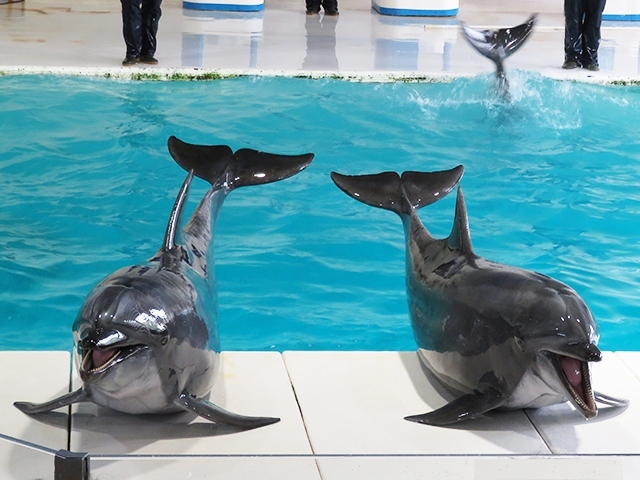 北海道の動物園と水族館めぐり2-2【おたる水族館 2019/05】