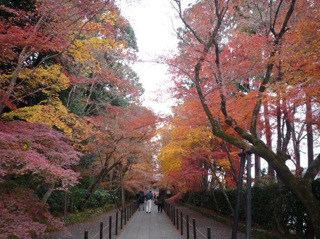 12月上旬 混雑を避けて 心静かに紅葉を愛でる秋 光明寺 乙訓寺 長岡天満宮 長岡京 向日 京都 の旅行記 ブログ By すぶたさん フォートラベル