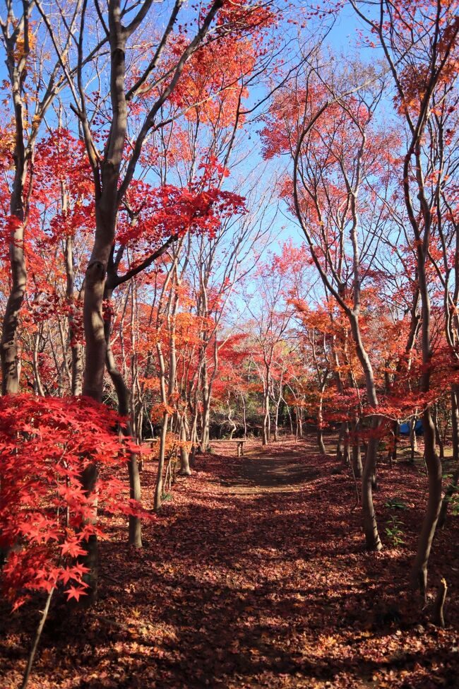 秋も深まった１２月の天気の良い日。今年も小林もみじ園と興禅院で紅葉を楽しみました。<br />人の出もまだ少ない早い時間が静かでいいです。<br />青空の下の紅葉に、気分もすっきりします。<br /><br /><br />☆過去の安行紅葉巡り<br /><br />晩秋の興禅院・小林もみじ園☆2020/12/03<br />https://4travel.jp/travelogue/11667434<br /><br />晩秋の興禅院紅葉☆2017/12/05<br />https://4travel.jp/travelogue/11309584<br /><br />晩秋の小林もみじ園＆興禅院☆2016/12/03<br />https://4travel.jp/travelogue/11194923<br /><br />ビアンキFRETTA☆川口安行　興禅院・小林もみじ園の紅葉☆御菓子処 源吉☆2014/11/22<br />https://4travel.jp/travelogue/10954155<br /><br />ビアンキFRETTA☆川口　安行　小林もみじ園・興禅院の紅葉☆2013/11/24<br />https://4travel.jp/travelogue/10834306<br /><br />川口 安行 小林もみじ園の紅葉☆興禅院☆金剛寺☆2012/11/25<br />https://4travel.jp/travelogue/10728745<br /><br />川口安行　小林もみじ園・興禅院・花と緑の振興センターの紅葉☆2011/11/27<br />https://4travel.jp/travelogue/10624356<br /><br />ビアンキFRETTA☆川口興禅院・小林もみじ園の紅葉見物☆2009/11/28<br />https://4travel.jp/travelogue/10404619