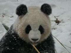 大雪にパンダは大喜び。滑って転がって大はしゃぎ...