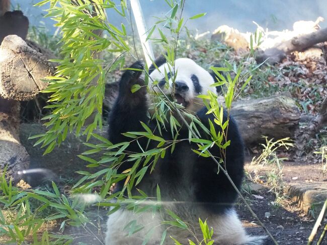 ついに再開！シャンシャンの撮影☆双子パンダ公開も待ち遠しい♪上野動物園　2021年10-12月の記録