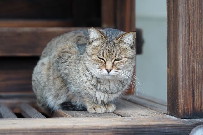 京都での二日目。今回は、まったくの無計画なので、行く場所は当日に考える。宿で地図を広げて悩んだ挙句、まずは、朝の祇園界隈を訪ね、その後、新選組所縁の壬生、島原界隈を歩くこと決めた。昨夜、京都に住む友人に連絡を取り、夕方会うことにしたので、それまで歩き回ることにする。<br /><br />（2021.12.30 投稿）