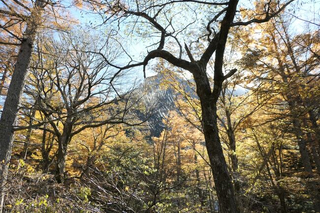 2021年10月30日-11月7日、静岡県と長野県に行きました♪<br />駿河湾と富士山、諏訪湖・上高地・八ヶ岳、晩秋の山岳や高原、温泉やグルメ、紅葉をたっぷりと楽しんできました♪<br /><br />☆Vol.163　11月5日：上高地♪<br />上高地帝国ホテルから大正池にハイキングして、<br />大正池ホテルでコーヒータイムを楽しんだら、<br />バスで河童橋へ。<br />河童橋の向こうにある小梨平。<br />黄金色のカラマツ林の中を歩く。<br />晩秋と初冬の狭間。<br />つかの間の美しい風景。<br />目の前に迫ってくる穂高連峰は美しい。<br />ゆったりと歩いて眺めて♪