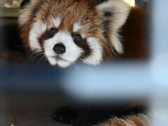 レッサーパンダはかわゆい !!! 今日は赤ちゃん、日本平動物園