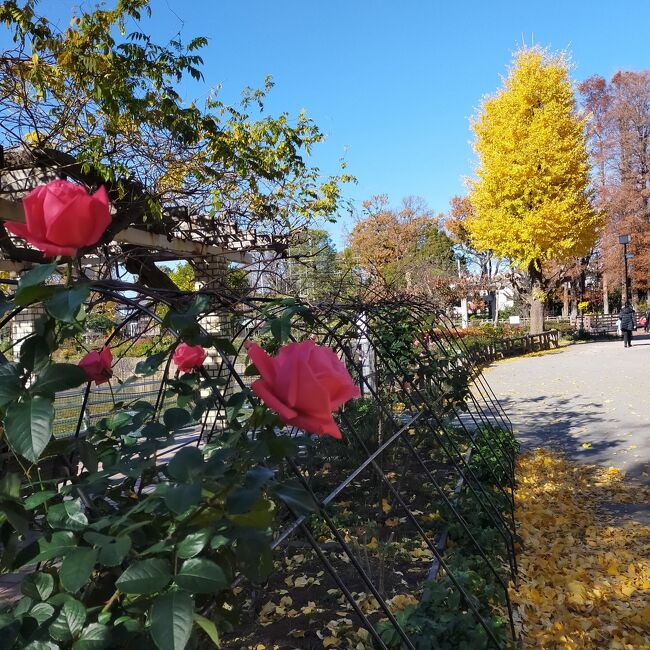 碑文谷公園から田向公園。さらに清水池公園へ、カトリック碑文谷教会（イグナチオ教会）を経て碑文谷八幡、雀のお宿緑地公園、さらに中根公園を廻って都立大学駅まで晩秋の公園内の紅葉を楽しみながら、散策してきました。