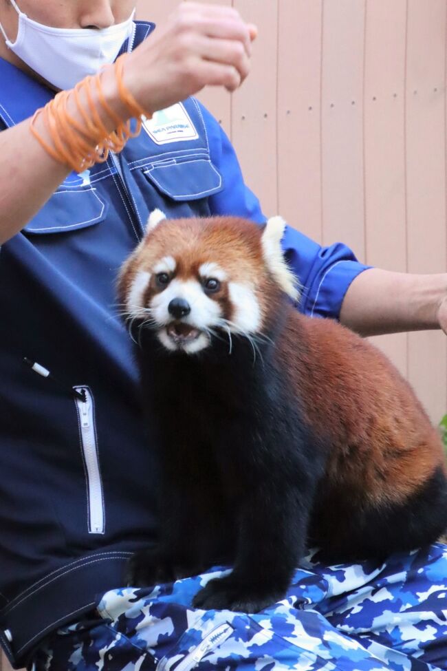 日帰りできる横浜の動物園２園に２泊２日 ４ 八景島シーパラダイス 前 レッサーパンダ目当てでホッキョクグマもいるアクアミュージーアム 八景島 神奈川県 の旅行記 ブログ By まみさん フォートラベル
