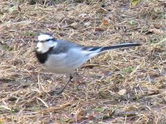 つごもりや 見沼の野鳥 声ひとつ★見沼自然公園