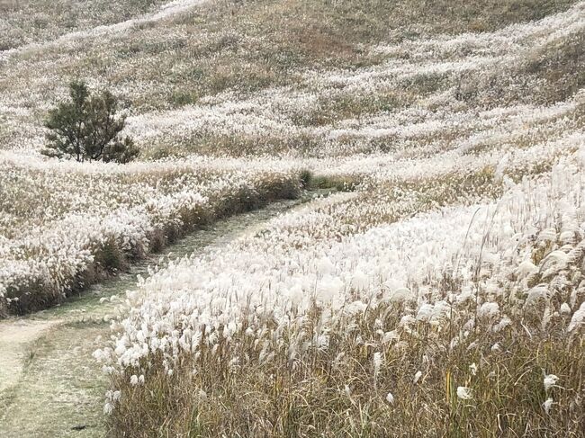 絶景を求めてやむを得ず登山、それがトラベルハイキング部。<br />その絶景、山に登らないと見えないの（泣）<br />今回は前日の”お好み焼き食べ放題の罪”の禊でもあります。<br /><br /><br />愛鷹山は伊豆近辺からどこでも見える山。<br />やっと登りに行くことができました。今回は一番お手軽な十里木コース。<br />駐車場は２、３０台程度かな。10時の時点でほぼ満車でした。<br /><br />愛鷹山はどこから見えるだけあって、山頂からは遠く伊豆半島から駿河湾までよく見渡せました。<br />なぜかどろんこになり、お手軽度は低め。景色や山道に変化があるので、お手軽な山の中では面白いと思いました。