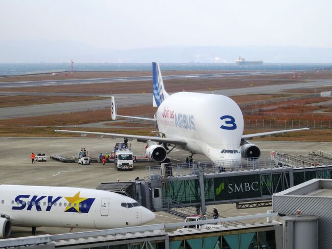 2021年12月24日、ベルーガちゃんは神戸空港と関空のどっちの空港に降りるかって一部ではざわざわしてましたが、結局関空に降りました。<br />仕事帰りにそれ知って、急きょ関空に向かい、ベルーガちゃんと初のご対面。<br />可愛さレベチ過ぎたんで、翌日降りるとされている神戸空港に明日は張り込むことを決めました。<br />ちなみに、ベルーガちゃんはシロイルカではなく、シロイルカによく似た積荷を運ぶエアバスの大型ヒコーキです。