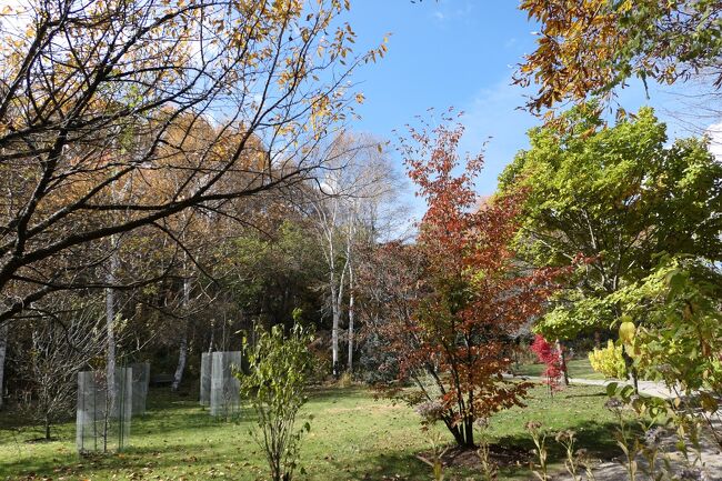2021年10月30日-11月7日、静岡県と長野県に行きました♪<br />駿河湾と富士山、諏訪湖・上高地・八ヶ岳、晩秋の山岳や高原、温泉やグルメ、紅葉をたっぷりと楽しんできました♪<br /><br />☆Vol.199 11月6日:蓼科♪<br />上高地帝国ホテルからハイヤー乗って、<br />大正池、奈川渡ダム、北八ヶ岳ロープウェイに立ち寄って、<br />蓼科のバラクライングリッシュガーデンに到着。<br />ここでランチをしよう。<br />ランチの前に庭園を歩く。<br />昔、初夏に訪れた時はバラが見事だった。<br />今は晩秋。<br />バラは終わり、木や草の紅葉季節。<br />寂しげな風景であるが、<br />渋い色合いが美しく、<br />冬の前の哀愁雰囲気たっぷり。<br />早くもクリスマスローズが咲き始めている。<br />ゆったりと歩いて眺めて♪