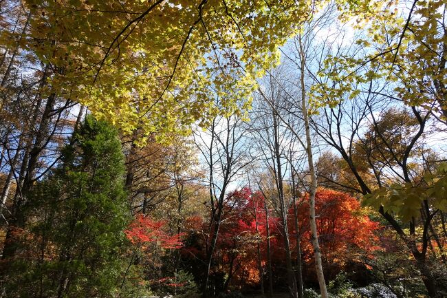 2021年10月30日-11月7日、静岡県と長野県に行きました♪<br />駿河湾と富士山、諏訪湖・上高地・八ヶ岳、晩秋の山岳や高原、温泉やグルメ、紅葉をたっぷりと楽しんできました♪<br /><br />☆Vol.200 11月6日:蓼科♪<br />上高地帝国ホテルからハイヤー乗って、<br />大正池、奈川渡ダム、北八ヶ岳ロープウェイに立ち寄って、<br />蓼科のバラクライングリッシュガーデンに到着。<br />ここでランチをしよう。<br />ランチの前に庭園を歩く。<br />昔、初夏に訪れた時はバラが見事だった。<br />今は晩秋。<br />バラは終わり、木や草の紅葉季節。<br />寂しげな風景であるが、<br />渋い色合いが美しく、<br />冬の前の哀愁雰囲気たっぷり。<br />早くもクリスマスローズが咲き始めている。<br />ゆったりと歩いて眺めて♪