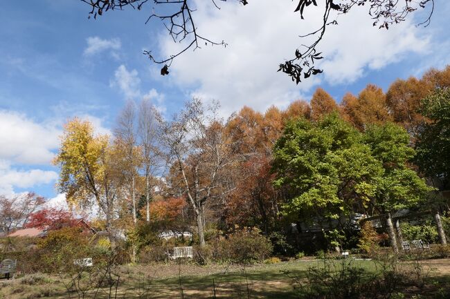 2021年10月30日-11月7日、静岡県と長野県に行きました♪<br />駿河湾と富士山、諏訪湖・上高地・八ヶ岳、晩秋の山岳や高原、温泉やグルメ、紅葉をたっぷりと楽しんできました♪<br /><br />☆Vol.208 11月6日:蓼科♪<br />上高地帝国ホテルからハイヤー乗って、<br />大正池、奈川渡ダム、北八ヶ岳ロープウェイに立ち寄って、<br />蓼科のバラクライングリッシュガーデンに到着。<br />ここでランチをしよう。<br />ランチの前に庭園を歩く。<br />昔、初夏に訪れた時はバラが見事だった。<br />今は晩秋。<br />バラは終わり、木や草の紅葉季節。<br />寂しげな風景であるが、<br />渋い色合いが美しく、<br />冬の前の哀愁雰囲気たっぷり。<br />早くもクリスマスローズが咲き始めている。<br />ゆったりと歩いて眺めて♪