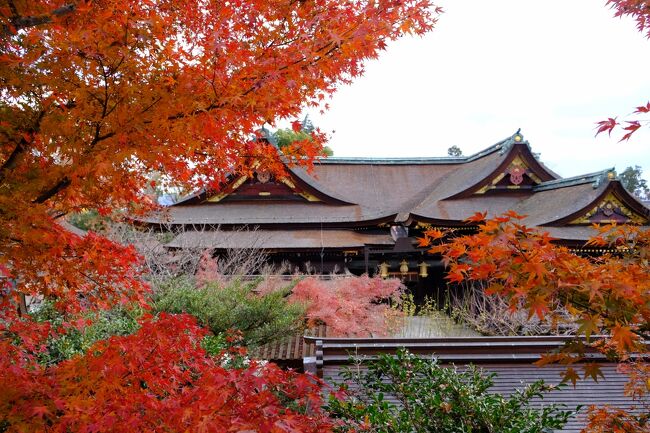 京都　嵐山と京都市内の紅葉巡り②