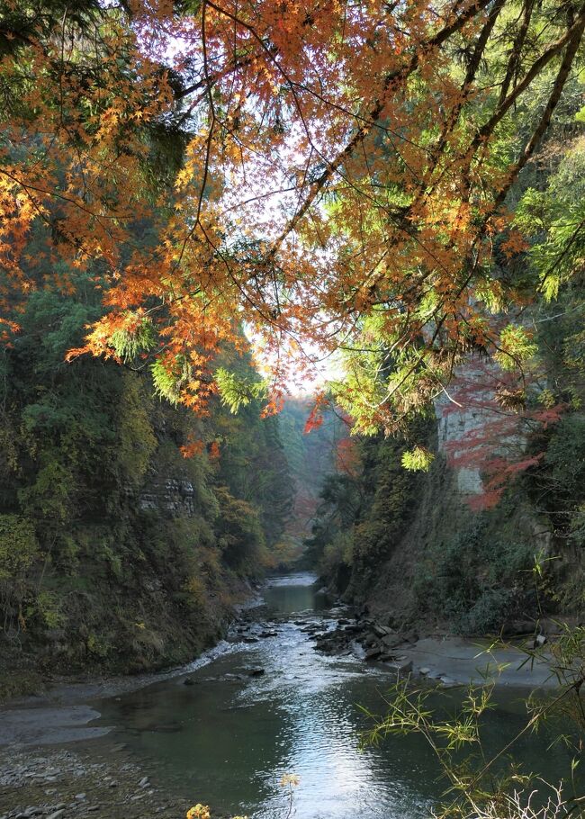 最後の紅葉を満喫しようと千葉県、養老渓谷へ<br />シーズン中すごく人気の場所で<br />良さげなところはすでに満室<br />ご縁があって宿泊したのは<br />二階建てトンネル歩いてすぐのところにある<br />【　お宿　川の家　】<br />年配の女性が切り盛りしています。<br />食事の量としては少なめで高齢の両親が食べきれる量でしたが<br />バリア有り～過ぎます。<br /><br />お風呂が危険！！<br /><br />段差があり　しかも手すり無し<br />「 高齢の母 風呂にダイブしそうと怖がる 」<br /><br />川沿いにあっても露天は無し<br />窓を開けて外を見る感じ<br /><br />洞窟風呂は垢が浮いています<br /><br />突っ込みどころ満載です。<br /><br />静かな環境にあり<br />川沿いの散策路からペアのきれいなカワセミが見れました