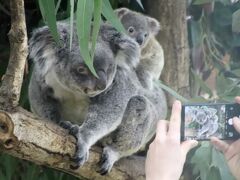 クリスマス翌日に年納めの埼玉こども動物自然公園（東園）Hello！コアラの赤ちゃんたち～もれなくクオッカとゆず湯カピバラと冬の花木のロウバイ