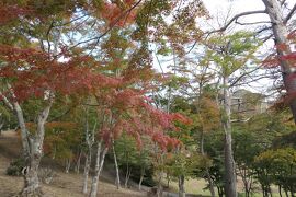 晩秋の伊豆長岡温泉旅♪　Vol.22 ☆修善寺自然公園もみじ林：紅葉が始まる♪