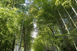 晩秋の伊豆長岡温泉旅♪　Vol.33 ☆菊まつりの修善寺温泉：修禅寺・桂橋・竹林　優雅な散歩♪