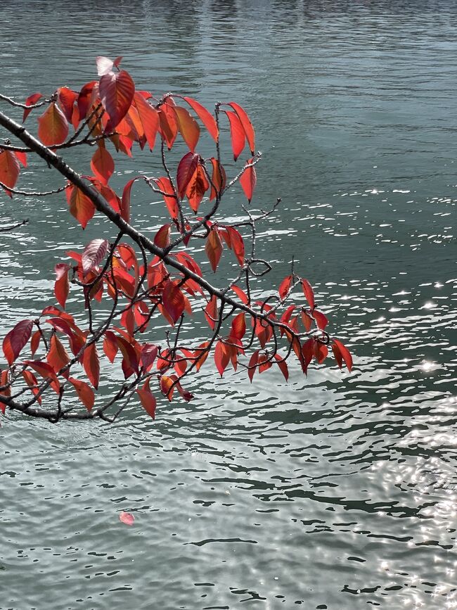 神戸、京都と紅葉散策を満喫<br />近場の大阪城の紅葉を見に行ってきました