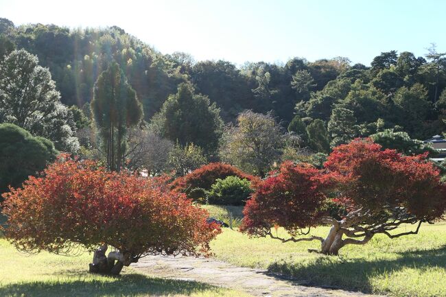 晩秋の伊豆長岡温泉旅♪　Vol.49 ☆伊豆長岡温泉「三養荘」：美しい日本庭園♪