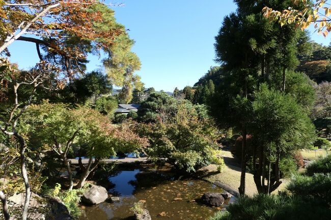 2021年11月11日-14日、静岡県伊豆長岡温泉に行きました♪<br />駿河湾と富士山、紅葉とパノラマ、温泉やグルメをたっぷりと楽しんできました♪<br /><br />☆Vol.52　11月13日：伊豆長岡温泉♪<br />伊豆長岡温泉「三養荘」に連泊中。<br />愛犬と泊まれる豪華な離れの部屋は広大な庭園と大きな温泉風呂付き。<br />その隣接する三養荘が誇る広大な日本庭園は大名庭園を思わせる。<br />広大な庭園は池や小川を配置して、<br />緩やかな丘や展望台もあり、<br />ちょっとしたハイキング。<br />周囲の山々は紅葉。<br />秋らしい風景。<br />ゆったりと歩いて眺めて♪