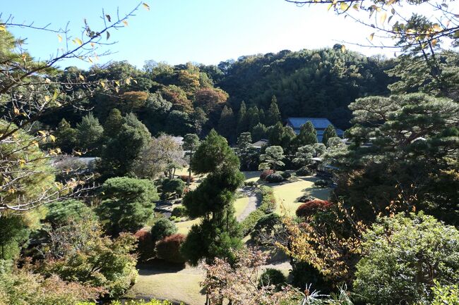 2021年11月11日-14日、静岡県伊豆長岡温泉に行きました♪<br />駿河湾と富士山、紅葉とパノラマ、温泉やグルメをたっぷりと楽しんできました♪<br /><br />☆Vol.54　11月13日：伊豆長岡温泉♪<br />伊豆長岡温泉「三養荘」に連泊中。<br />愛犬と泊まれる豪華な離れの部屋は広大な庭園と大きな温泉風呂付き。<br />その隣接する三養荘が誇る広大な日本庭園は大名庭園を思わせる。<br />広大な庭園は池や小川を配置して、<br />緩やかな丘や展望台もあり、<br />ちょっとしたハイキング。<br />周囲の山々は紅葉。<br />秋らしい風景。<br />ゆったりと歩いて眺めて♪