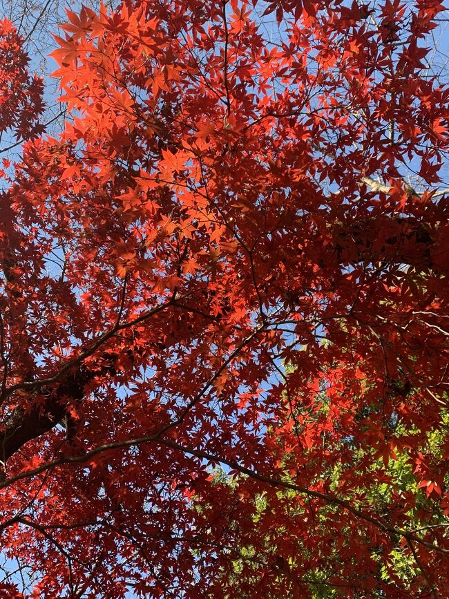 12月になり、紅葉も終盤の季節で、どこか穴場はないかと調べたら、<br />佐野市に唐沢山城跡という場所があるとわかりました。<br />高低差があるので、徐々に色づきが始まり、<br />長い期間紅葉が楽しめるそうです。<br />城跡とあって、眺望もよく、城の遺構も見られるようです。