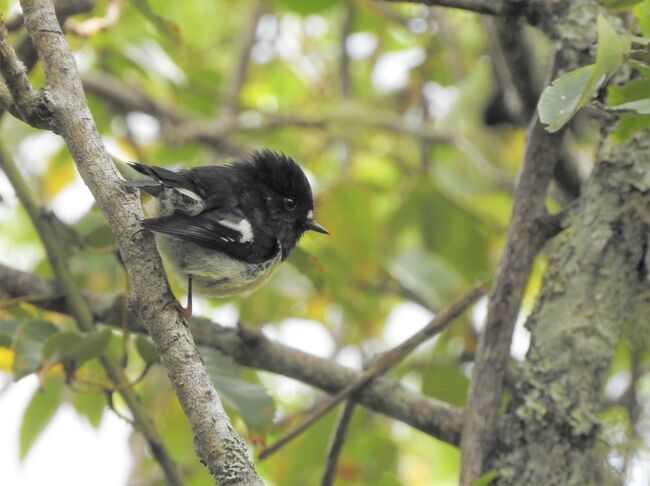 2019年5月下旬、鳥友達より、鳥友の友人がニュージーランドでB&amp;Bを始めたので、一緒にニュージーランドに行きませんか？との誘いがありました。<br />ニュージーランドは以前行った事があり、また再訪したい国でしたし、計算したら手持ちのマイルでなんとか行けそうだったので、決行することに！<br /><br />ただ、ニュージーランドというと、１０時間以上掛かる国だし、会社を3日も休む事になるので、ちょっと心配していましたが、幸い会社も出先の客先も理解があり、快く旅行に行くことができました。<br /><br />鳥友の友人のB&amp;Bはダニーデンという、ニュージーランドでも南にある街で野性のペンギンも見る事ができる街で、ペンギンツアーで野性のペンギンを見る事も楽しみにして出掛けました。<br /><br />日本人のサコさんとニュージーランド人の旦那様アンドリューさんが経営するB＆B　FRANZA FARMはこちら↓↓↓<br /><br />https://www.franzafarm.co.nz/?lang=ja