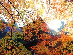 湖東の紅葉めぐり（湖東三山　西明寺編）